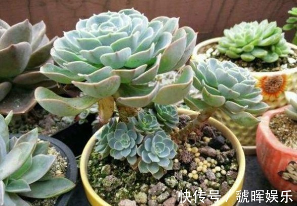 以下这些多肉植物不仅好养,换盆还跟不上爆芽,轻松养殖成老桩!