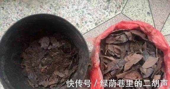 有机肥|利用这些生活垃圾自制“大杂烩”有机肥,养花不烧根