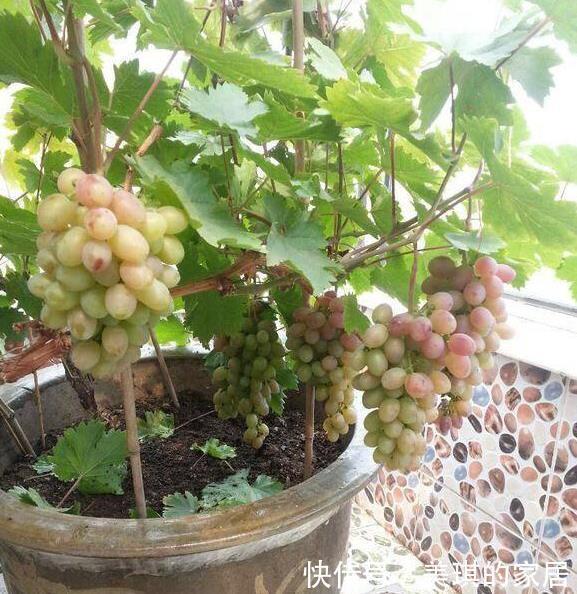 此两种水果种阳台,一根枝条就能种,果子多的压弯枝,想吃就摘