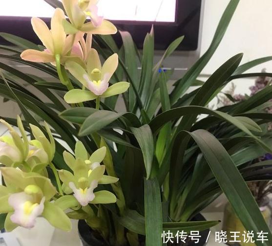 兰花繁殖有妙招,用对方法很关键,不用几天一盆变成七八盆
