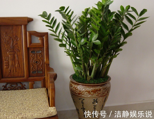 客厅放上这种“招财树”,剪1片叶子,扦插土里就能活,旺财养人