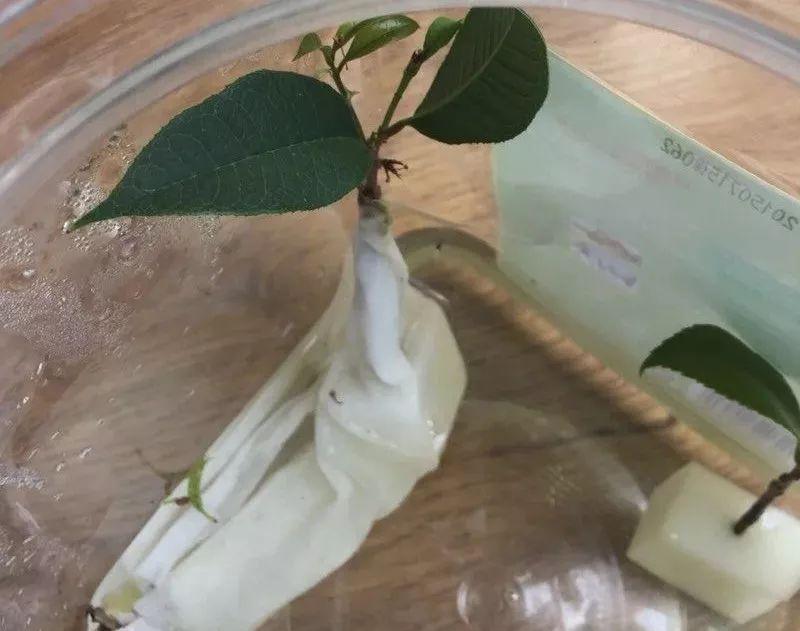 拿它一捂,长寿蟹爪兰嗖嗖冒花苞,多肉呼呼胖三圈