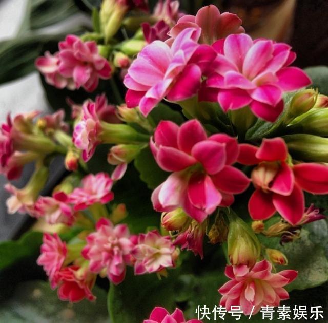 发酵|给长寿花吃点“橘子皮”，从此不在担心长寿花不开花啦