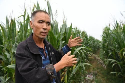 农村俗语“男怕耳扇风,女怕鼻露空”啥意思听听老人怎么说··