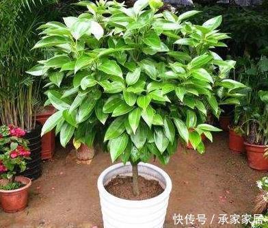 客厅养花别“佛系”,3种花最合适,“聚财养人”好寓意,上档次