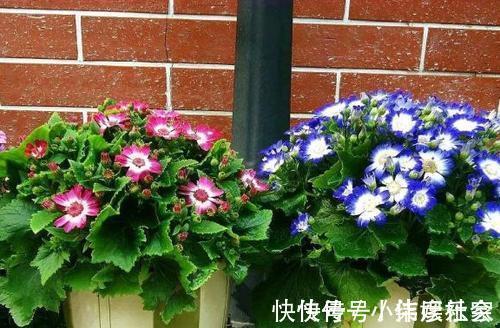 小花园|她家3平方的小阳台,几十盆花不停歇的开,邻居见了都羡慕