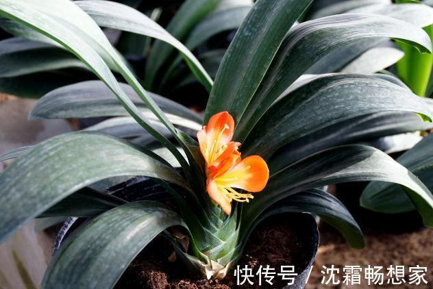 锯末|君子兰难养花1分钟学会这3样东西的用法,爆盆不愁