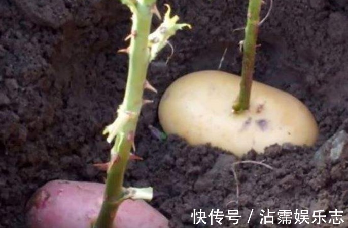 土壤|玫瑰扦插总是失败试着用“它”帮个忙，之后发芽、生根旺