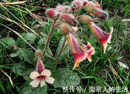 克星|老中医农村1种花是糖尿病“克星”,坚持吃,改善胰岛素