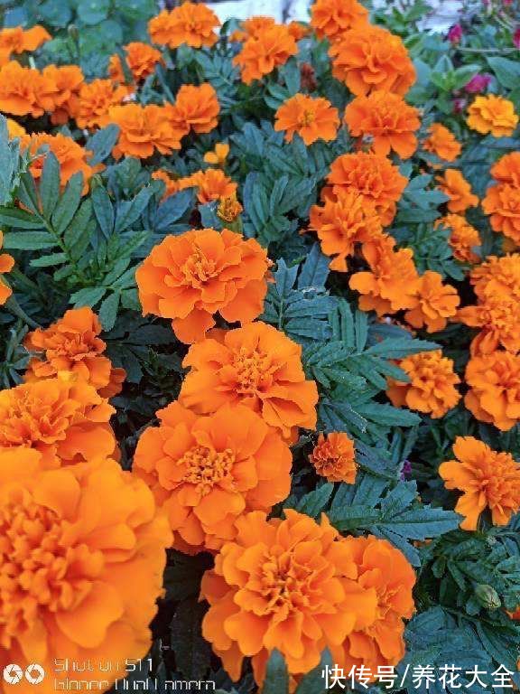 春天适合播种的8种花,撒完种3天冒芽,一个月就开花