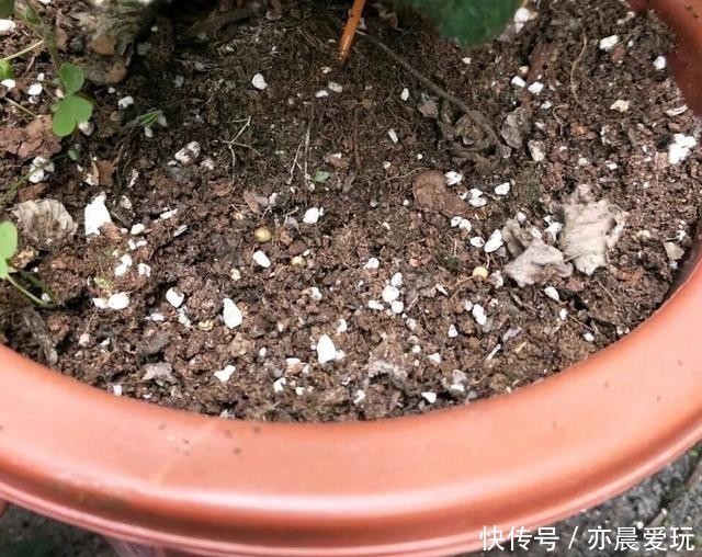 自己制作养花肥料 没那么难 三样东西到处都是 养花不错 粉紫色