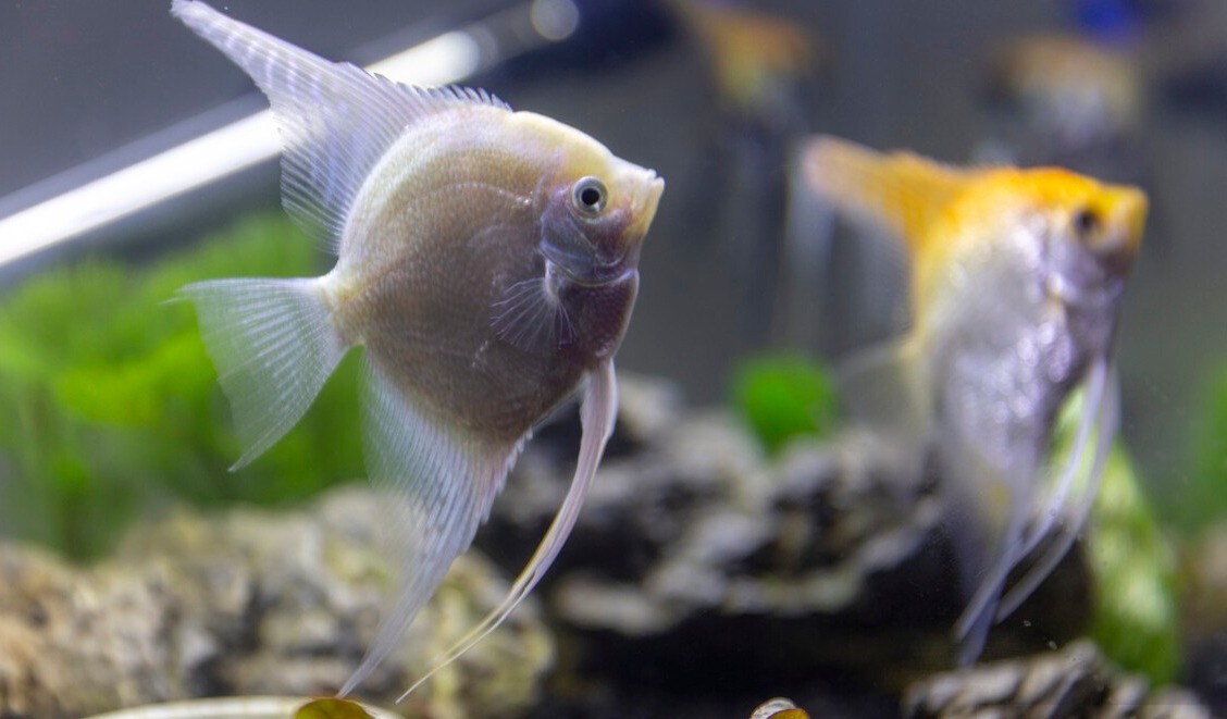 如何才能做到养鱼不死鱼,用好这三个绝招很重要