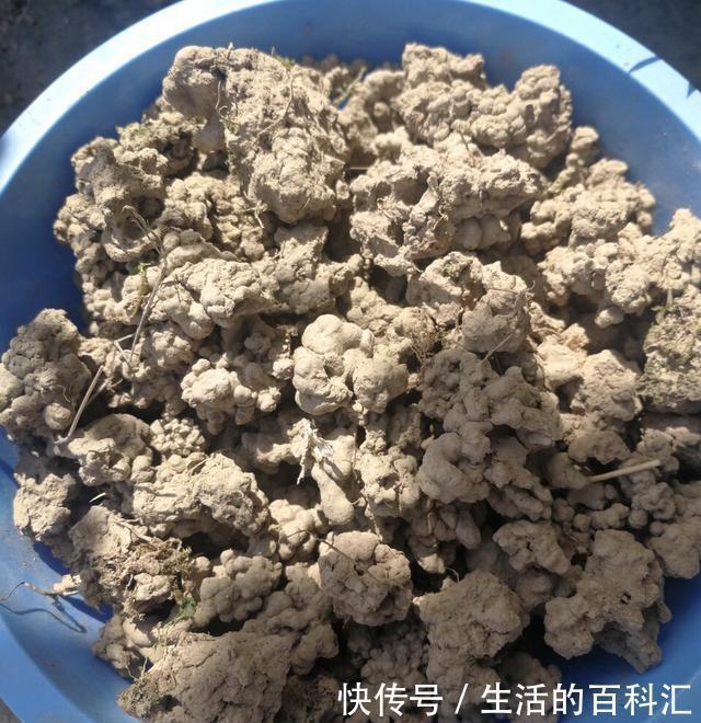 鸡粪|听老花匠说:用3种肥料养花,养啥旺啥,关键不要嫌脏