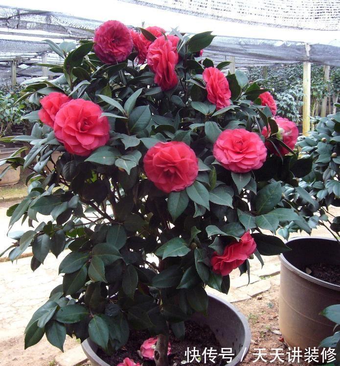 肥大花|7种“漂亮花”,天热要加“大肥”,肥大花大,缺肥耽误一年花