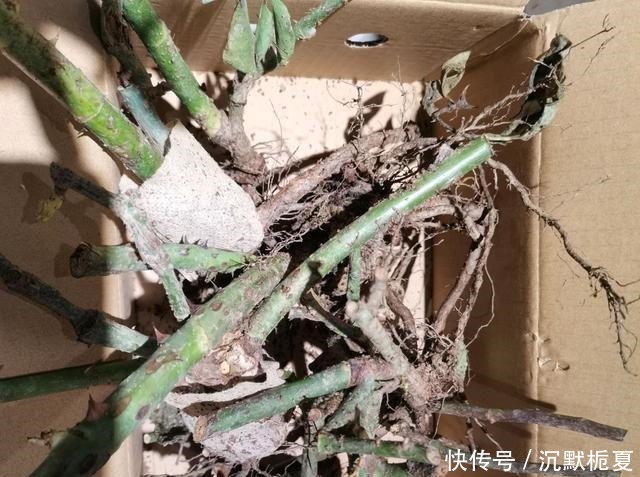 懂行的人冬天坚决不买三种花,哪怕很便宜,也不白花钱!