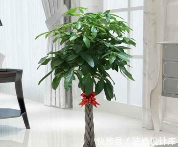 发财|新手养发财树，随时随地都在浇水，难怪叶片发黄还烂根