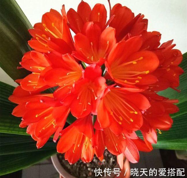 君子兰总是不开花,只用了“这几招”,年年绿叶红花,不断爆花芽