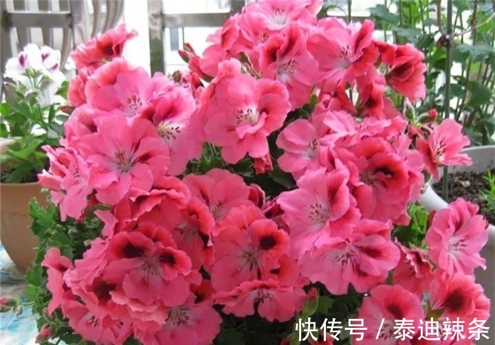 防盗窗养这5盆花,开花多、花期长,邻居看了都眼红