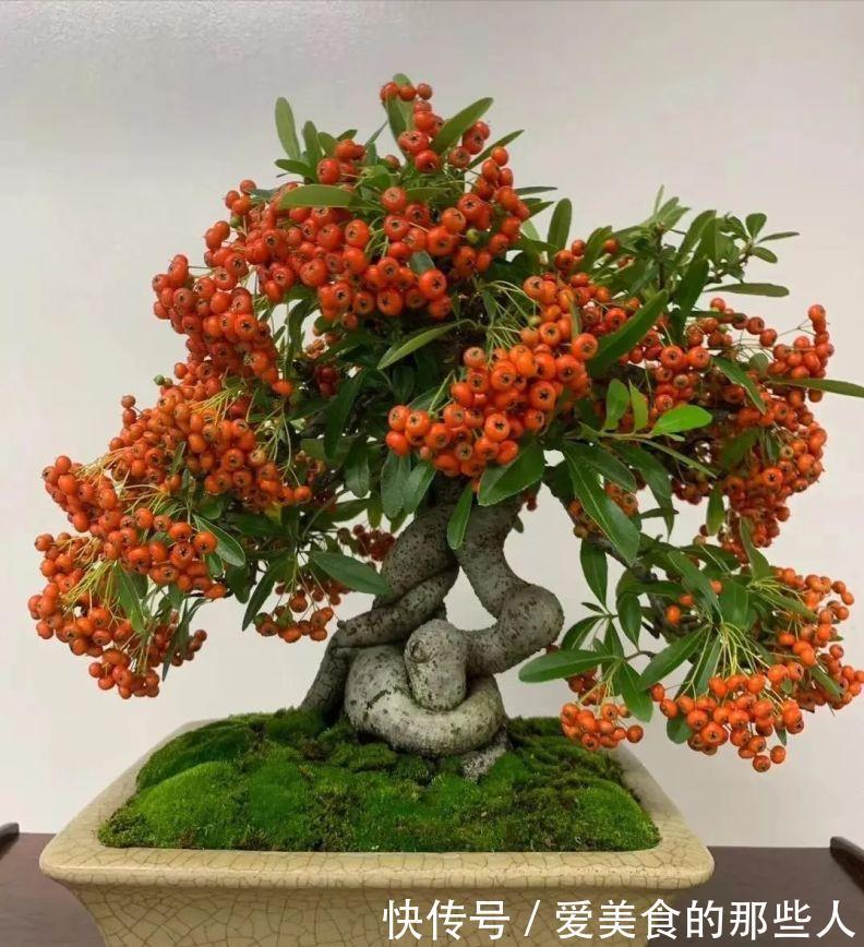 7种“吉祥果”，家里种一棵，喜气洋洋又“富贵”