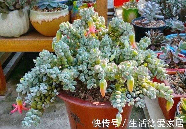 花友|达摩福娘,有香味的多肉中最好养的品种,爱爆盆可以当成吊兰养