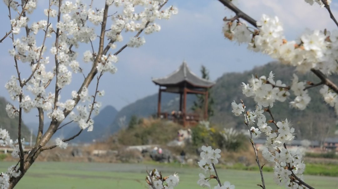 【新春走基层】经开区：樱桃花开吻春手 十里荷廊赏花游