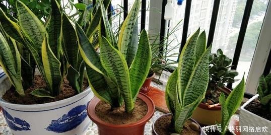 5种适合“散养”的花草,盆栽上几盆,不用费心管理,好养又省心