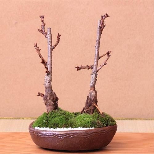 苗盆栽|老祖宗传下的手艺,用树桩做盆景,极其珍贵,还不来一盆