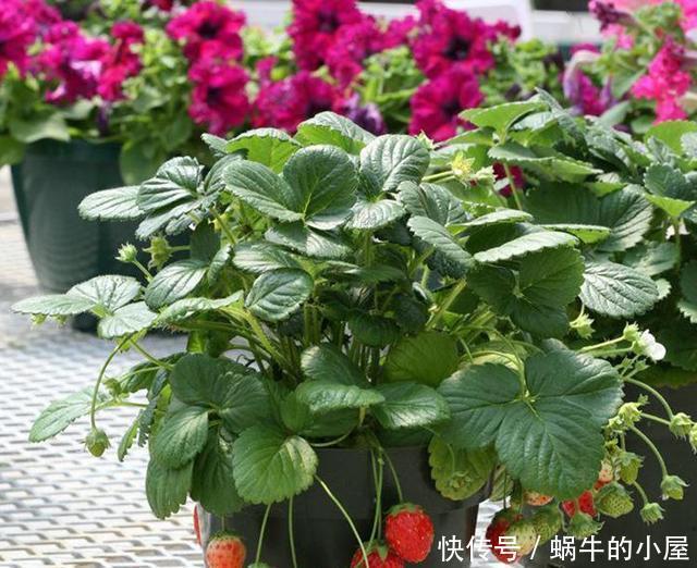 鸡蛋壳也有大用处,这些植物用了鸡蛋壳,有了大改变