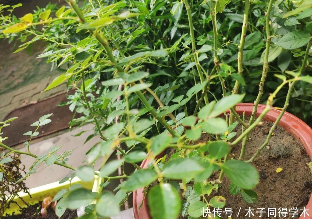 马上进入花期的花,10天一次肥,下个月就开花