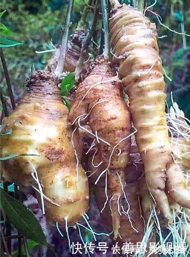 野萝卜|大山里的“野萝卜”,看到是福气,很珍贵,不要一次挖完,需保护