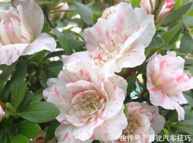 5种花将进入休眠期,在梦中度夏,睡醒有精力,开花多又艳!