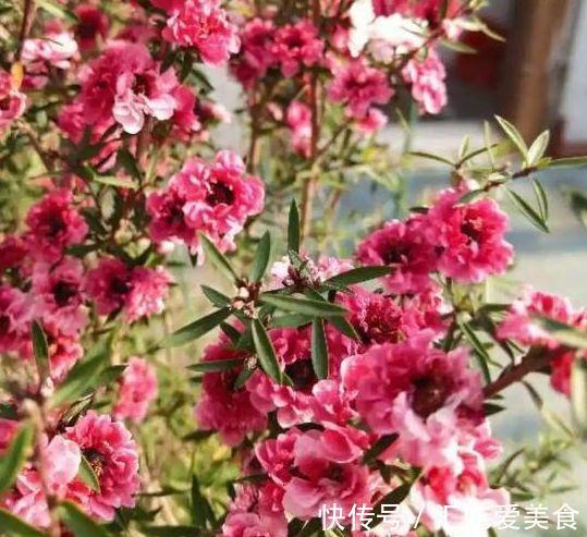 农历十月初七立冬后,养什么花?以下3种花,吉庆有余顺心如意