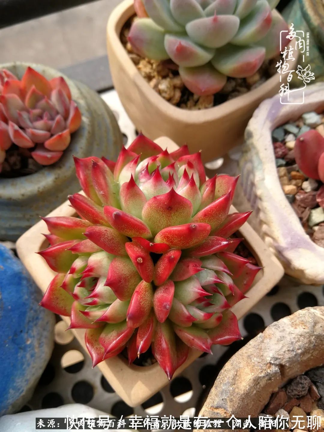 爱这一片缤纷的色彩,因为我们都是好色之徒!