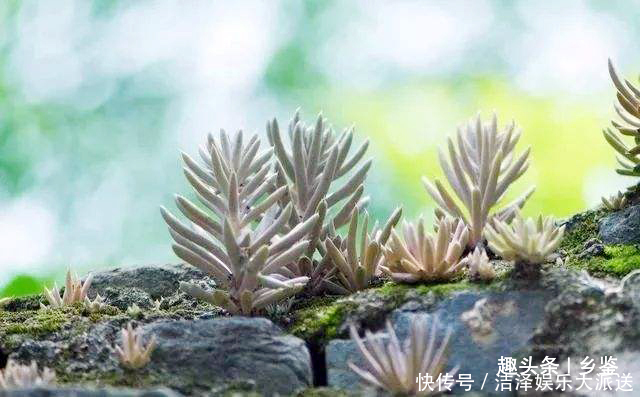 農(nóng)村這種野草,長(zhǎng)在屋頂俗稱(chēng)“太歲草”卻作用大,遇見(jiàn)了請(qǐng)多珍惜