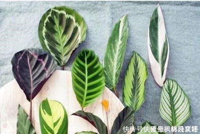 叶片|这4种耐阴花,“叶子”比花朵“更值钱”,北房间“没光”也能养!