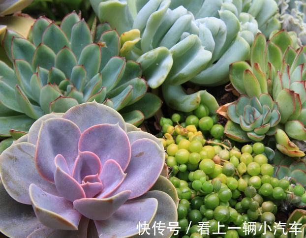 多肉长残了怎么办,一个牙签就能解决