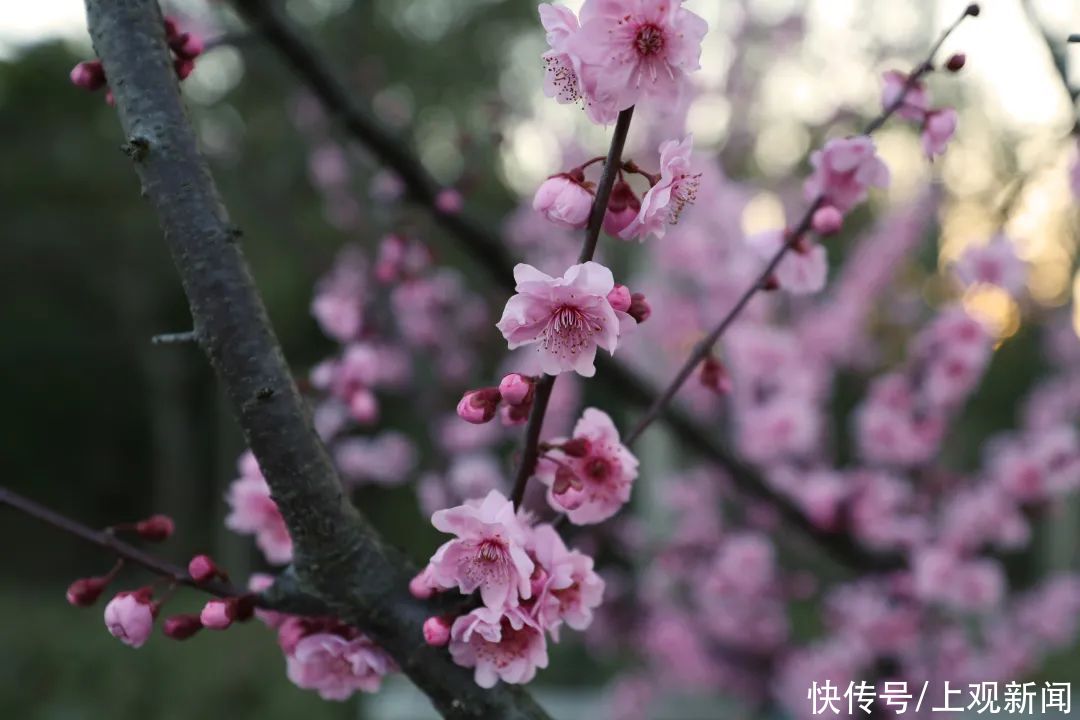 金海“梅”景，亦是美景