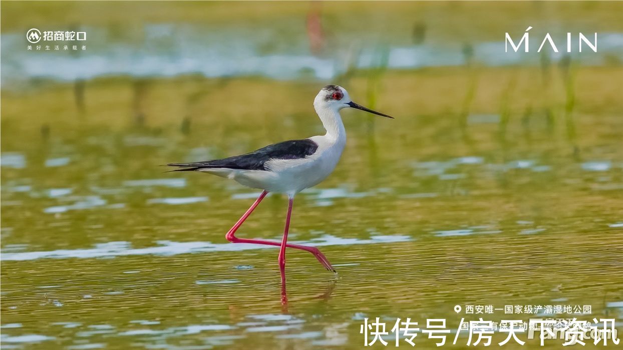 招商|招商央玺新拍现场图片,实时了解楼盘新动态
