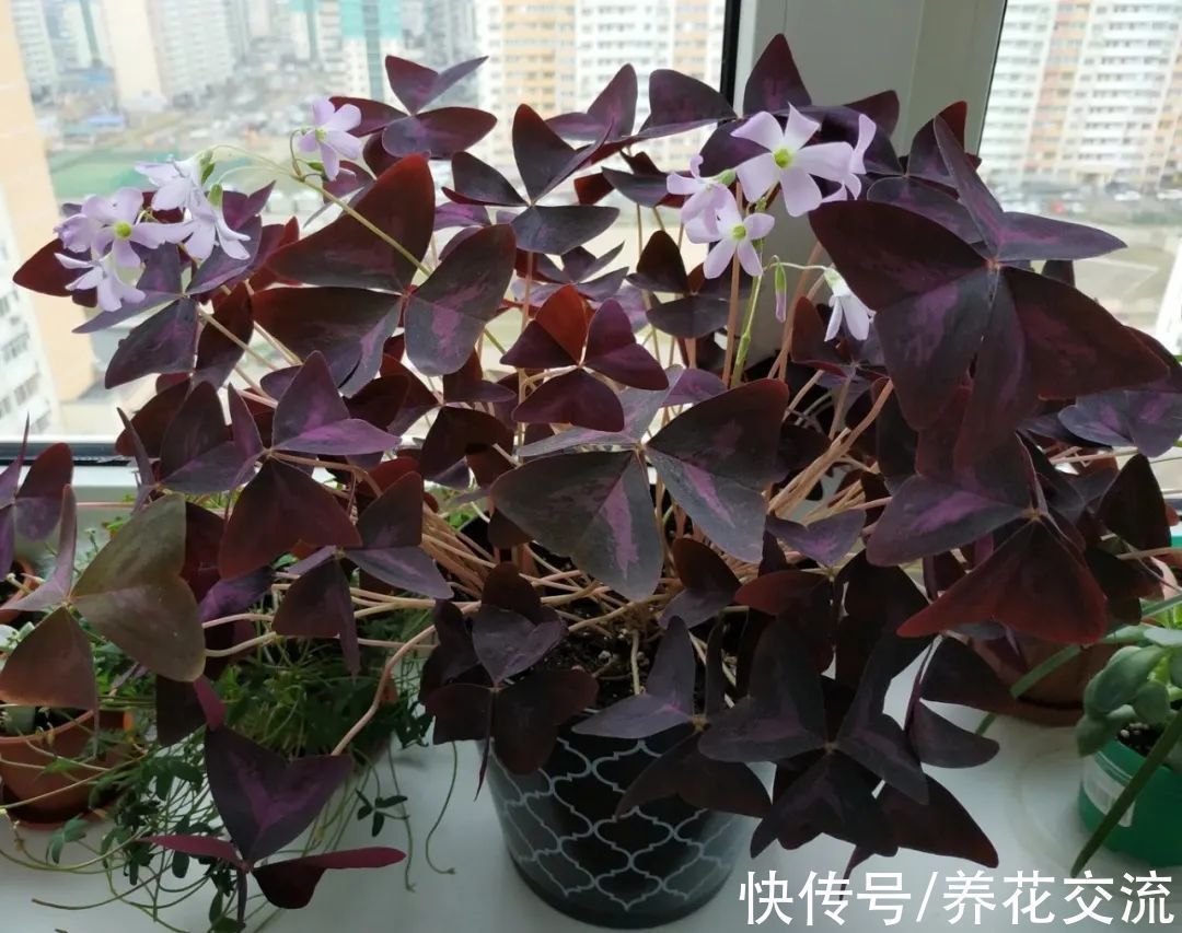 室内|15种可以在窗台上开花灿烂的室内盆栽,有散射光就能正常开花