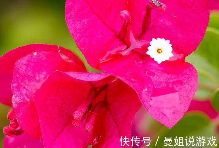 给三角梅促花,我只用一种肥,15天一次每次开花满满