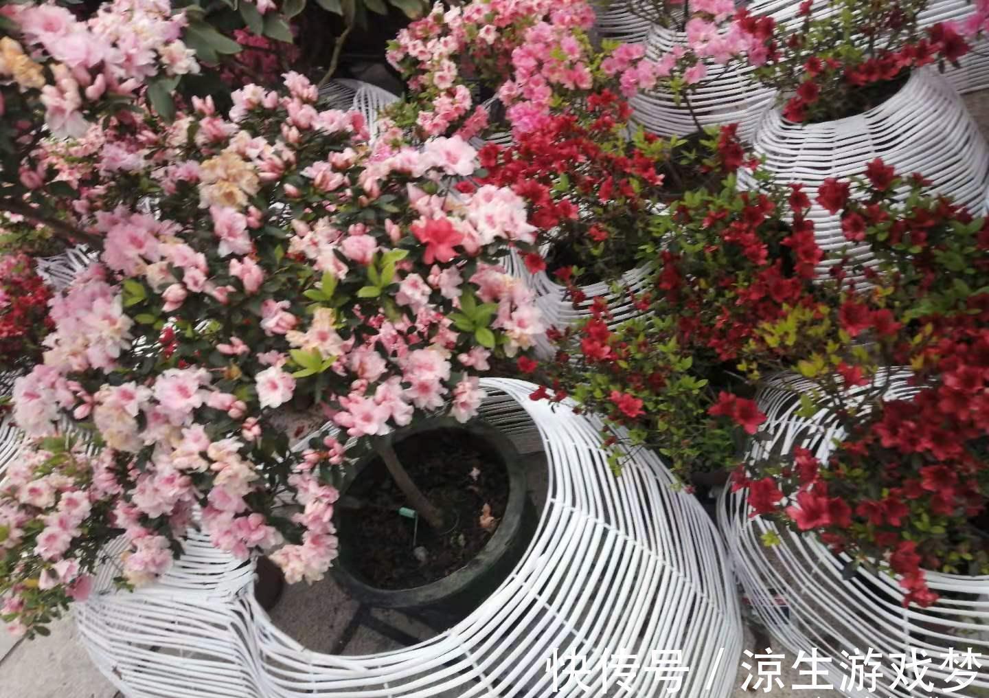 公认难养的10种“漂亮花”,没有几年养花经验,建议别买回家