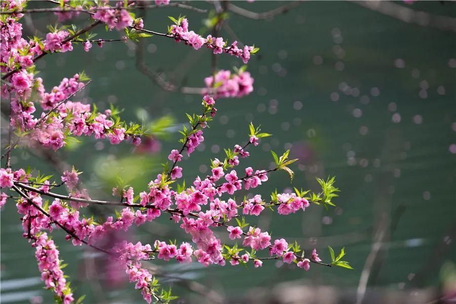 花海|看花，何必去远方——剑河花海正怒放