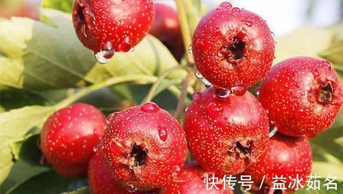 营养|山楂“开胃消食”，鲜山楂和山楂干哪个营养高呢？很多人都不了解