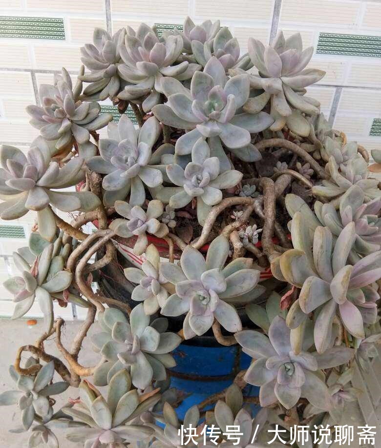 爱过|有些多肉就爱过夏天,越晒越渴越美艳,养一棵就值了!