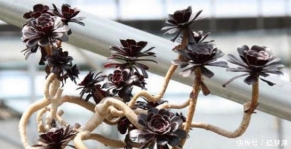 多肉|把10元的多肉养成老桩,原来是用了这方法!