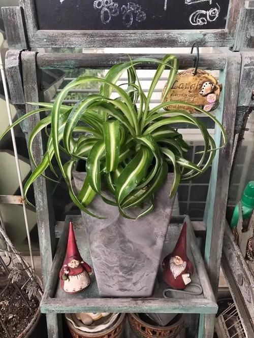 想让家里“病菌”少,就养五种植物,漂亮又好养!