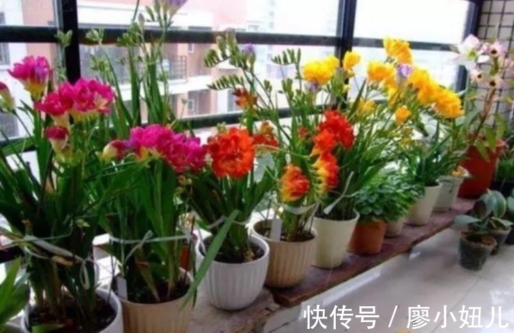 最适合新手养的4种花，超好养的，沾土就能活，花量大不操心