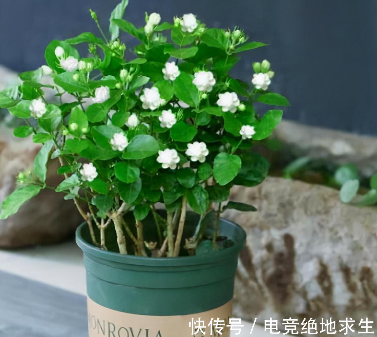 天冷后,9种花要“少水、断粮”,不然难过冬