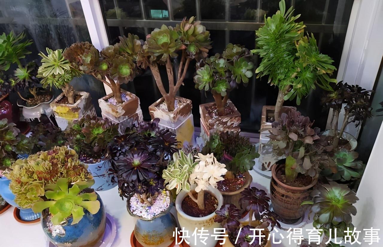 法师|多肉法师很难养,做到这些就能让它疯长,效果试了才知道