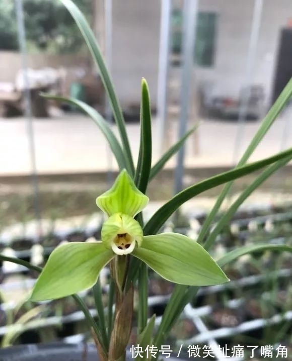 茉莉|阳台就养这些花,花香味浓,久聚不散,香味飘满屋!